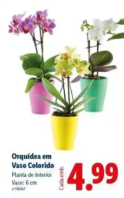 Lidl Orquídea em Vaso Colorido promoção