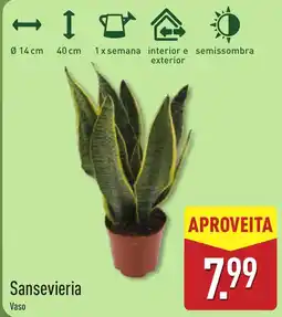 ALDI Sansevieria Vaso promoção