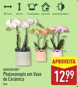 ALDI Phalaenopsis em Vaso de Cerâmica promoção