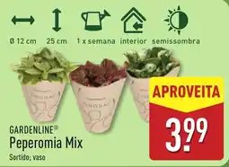 ALDI Gardenline peperomia mix promoção