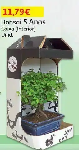 Auchan Bonsai 5 anos+cx promoção