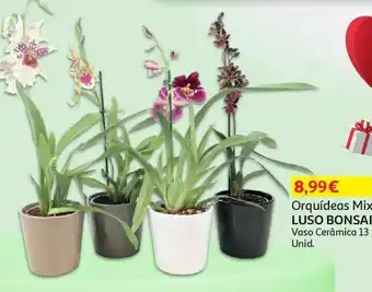 Auchan Orquidea mix luso bonsai promoção