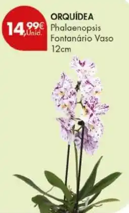 Pingo Doce Orquídea phalaenopsis fontanário vaso promoção