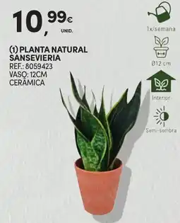 Continente Planta natural sansevieria promoção