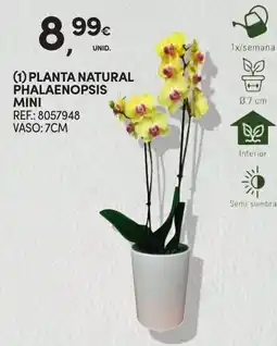 Continente Planta natural phalaenopsis mini promoção