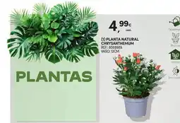 Continente Planta natural chrysanthemum promoção