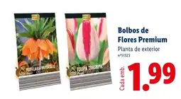 Lidl Bolbos de Flores Premium promoção