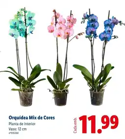 Lidl Orquídea Mix de Cores promoção