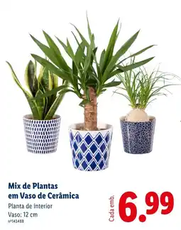 Lidl Mix de Plantas em Vaso de Cerâmica promoção