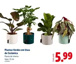 Lidl Plantas Verdes em Vaso de Cerâmica promoção