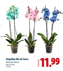 Lidl Orquídea Mix de Cores promoção