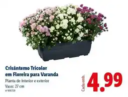 Lidl Crisântemo Tricolor em Floreira para Varanda promoção