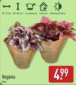ALDI Begónia Vaso promoção