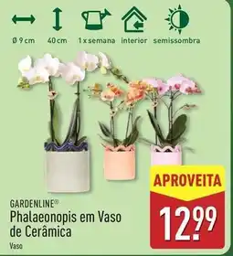 ALDI Phalaenopsis em vaso de cerámica promoção