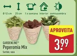 ALDI Mix - peperomia promoção