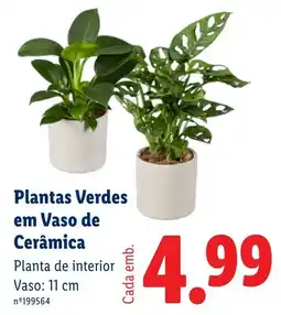 Lidl Plantas Verdes em Vaso de Cerâmica promoção