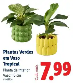 Lidl Plantas Verdes em Vaso Tropical promoção