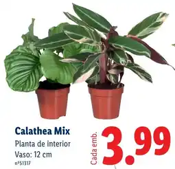 Lidl Calathea Mix promoção