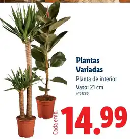 Lidl Plantas variadas promoção
