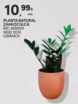 Continente Planta natural zamioculca promoção