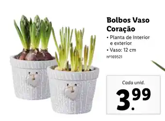 Lidl Bolbos Vaso Coração promoção