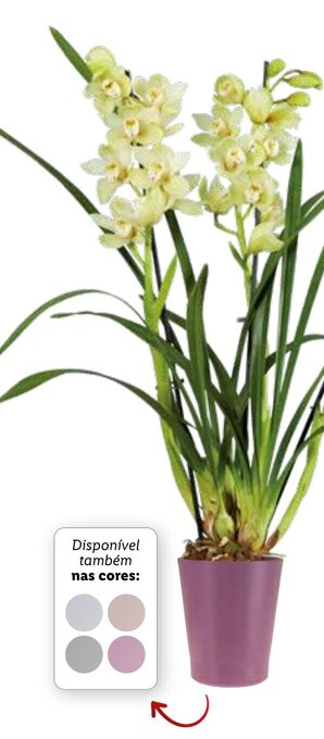 Lidl Orquídea 3 Hastes promoção