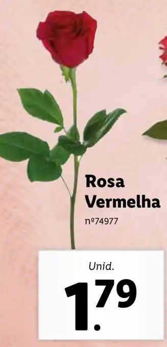 Lidl Rosa Vermelha promoção