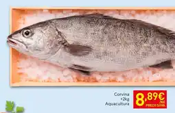 Recheio Corvina aquacultura promoção