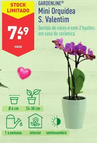 Gardenline Mini Orquídea S. Valentim