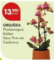 Pingo Doce Orquídea promoção