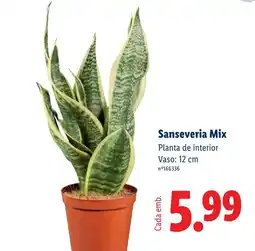 Lidl Sanseveria Mix promoção