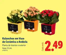 Lidl Kalanchoe em Vaso de Cerâmica e Ardósia promoção