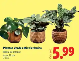 Lidl Plantas Verdes Mix Cerâmica promoção