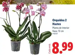 Lidl Orquídea 2 Hastes promoção