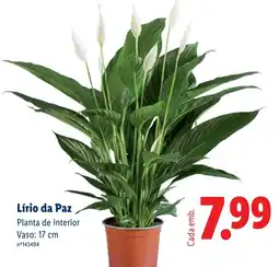Lidl Lírio da Paz promoção
