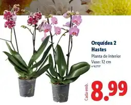 Lidl Orquídea 2 Hastes promoção