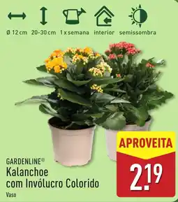 ALDI Gardenline kalanchoe com invólucro colorido vaso promoção