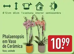 ALDI Phalaenopsis em Vaso de Cerâmica promoção