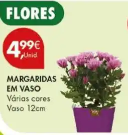 Pingo Doce margaridas em vaso promoção
