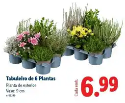 Lidl Tabuleiro de 6 Plantas promoção