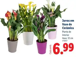 Lidl Jarros em Vaso de Cerâmica promoção