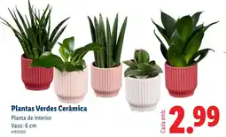Lidl Plantas Verdes Cerâmica promoção