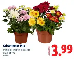 Lidl Crisântemos Mix promoção