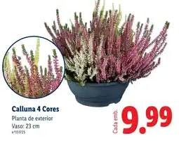 Lidl Calluna 4 Cores promoção