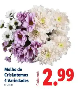 Lidl Molho de Crisântemos 4 Variedades promoção