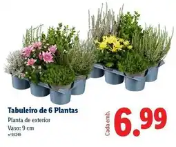 Lidl Planta - tabuleiro de 6 s promoção