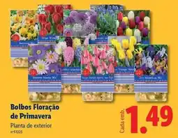 Lidl Tulipa - bolbos floracao de primavera promoção