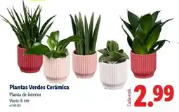 Lidl Planta - s verdes ceramica promoção