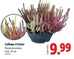 Lidl Planta - calluna 4 cores promoção