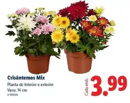 Lidl Mix - crisantemos promoção